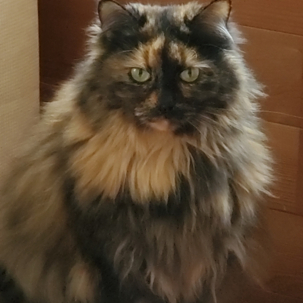 Kentucky Kitty ,Tabitha